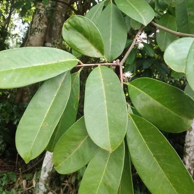 Eugenia belemitana 'Violet Blue' Live Plant