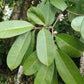 Eugenia belemitana 'Violet Blue' Live Plant