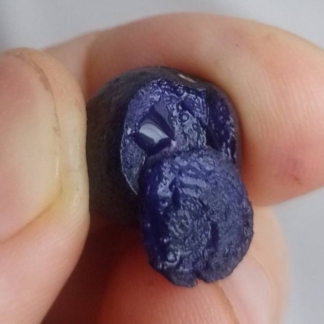 Eugenia belemitana 'Violet Blue' Live Plant