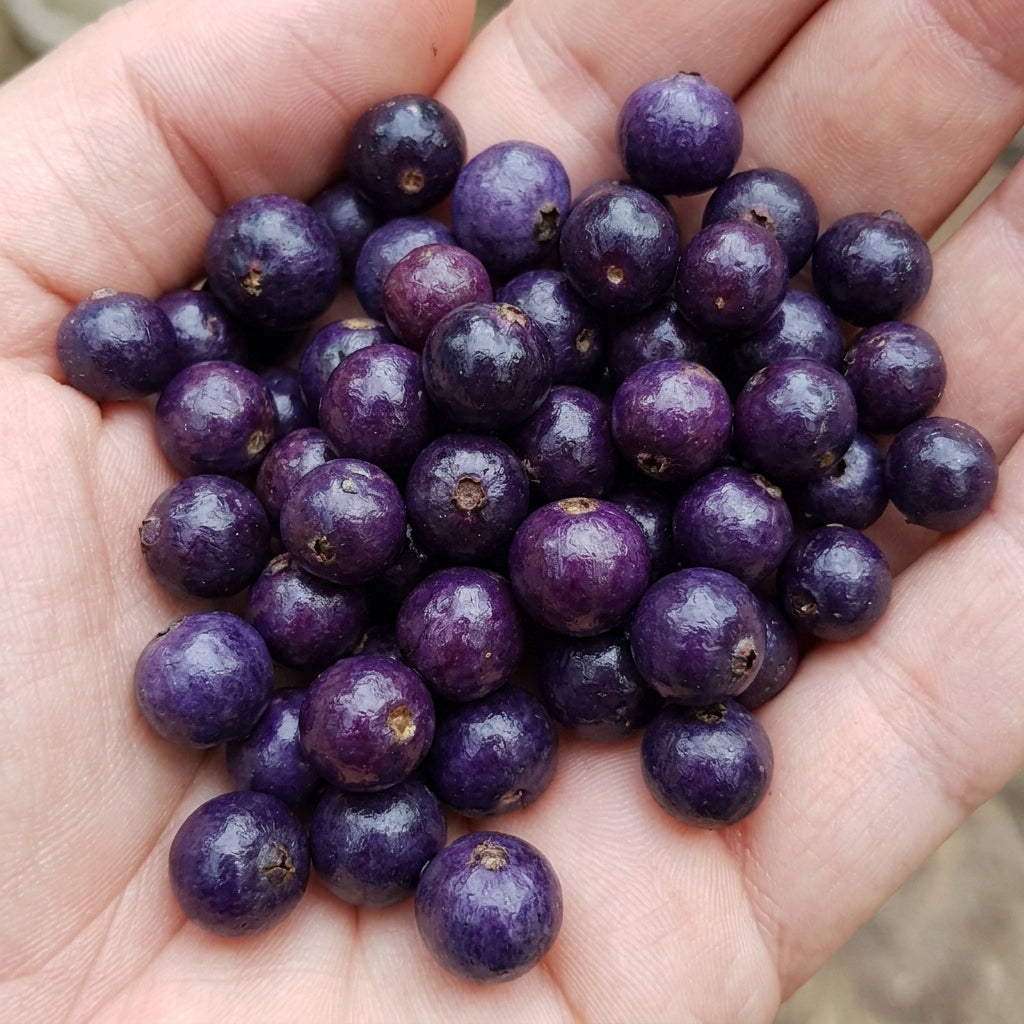 Eugenia belemitana 'Violet Blue' Live Plant