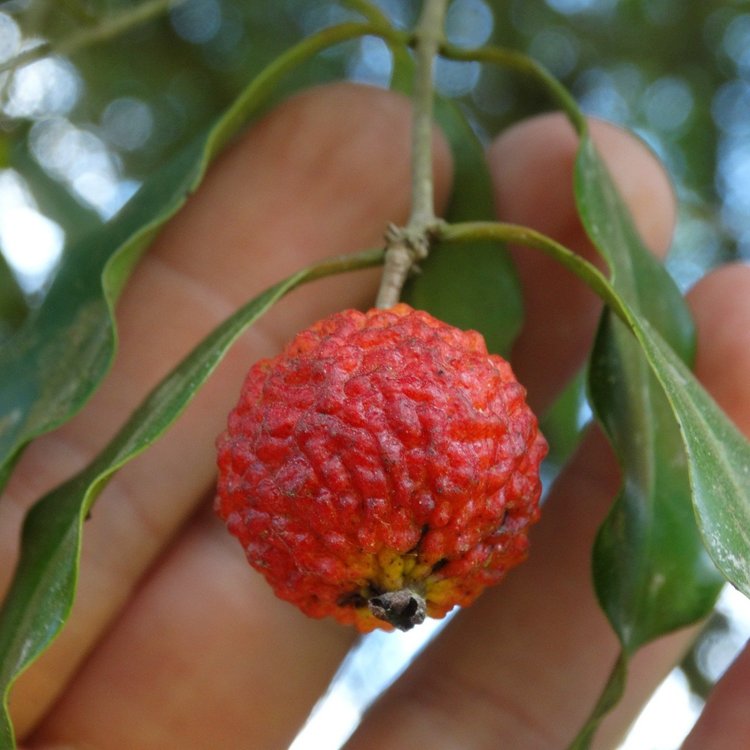 Eugenia neoverrucosa Red LIve Plant (Eugenia neoverrucosa)