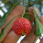 Eugenia neoverrucosa Red LIve Plant (Eugenia neoverrucosa)