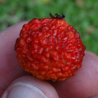 Eugenia neoverrucosa Red LIve Plant (Eugenia neoverrucosa)