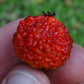 Eugenia neoverrucosa Red LIve Plant (Eugenia neoverrucosa)