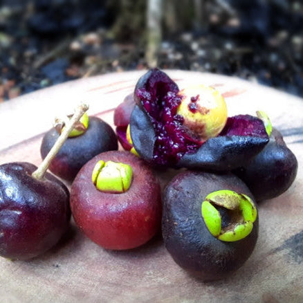 Cereja Roxa Cherry Live Plant (Eugenia sp)