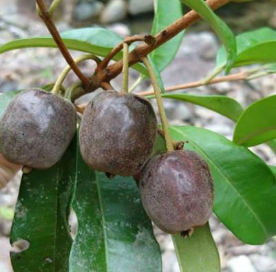 Cereja Cherry Fruit Plant (Eugenia cereja) – The Trending Cherry Live Plant of the Season