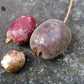 Cereja Cherry Fruit Plant (Eugenia cereja)