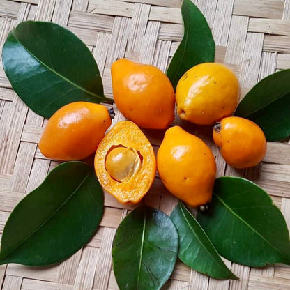 Copacabana Guava Live Plant (Eugenia copacabensis)