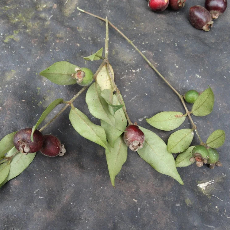 Eugenia joenssonii LIve Plant (Eugenia joenssonii)
