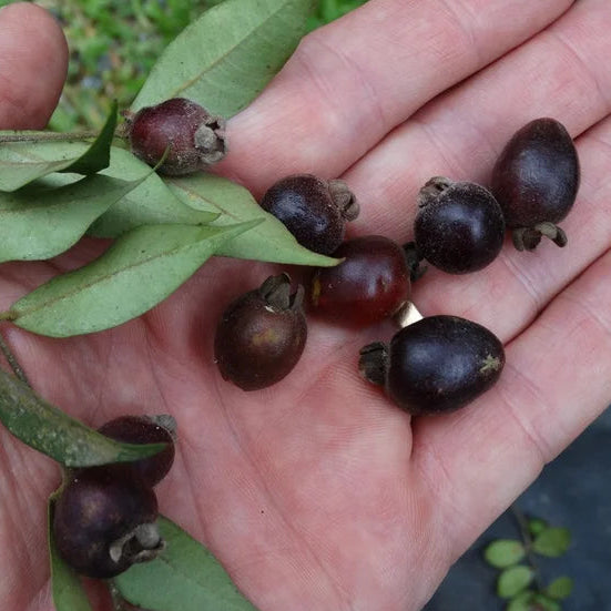 Eugenia joenssonii LIve Plant (Eugenia joenssonii)