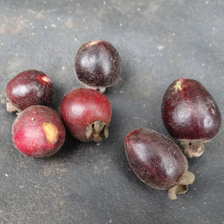 Eugenia joenssonii LIve Plant (Eugenia joenssonii)