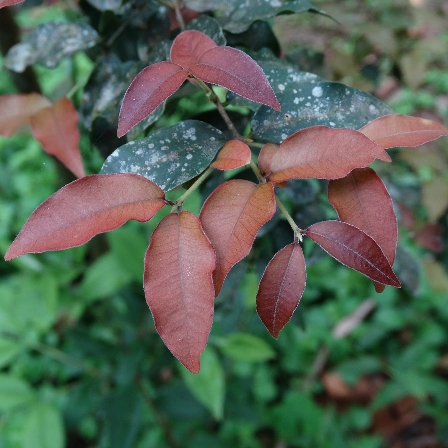 Araca Piranga Fruit Plant (Eugenia sp leitonii)
