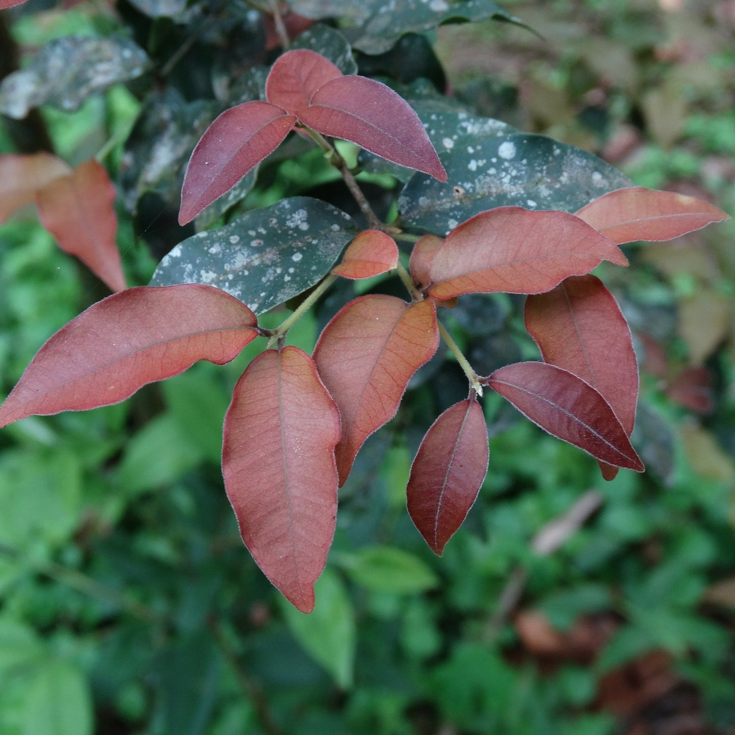 Araca Piranga Fruit Plant (Eugenia sp leitonii)