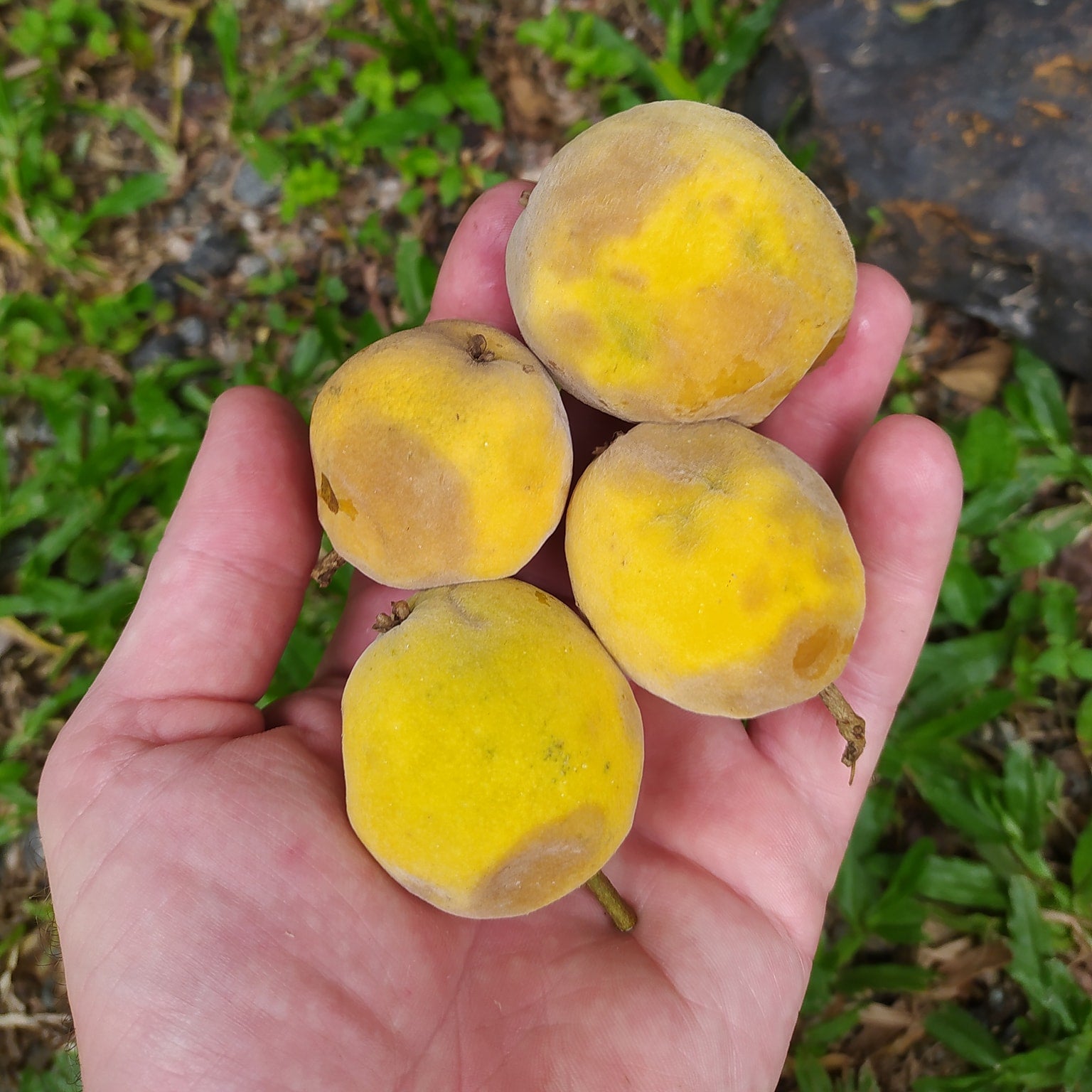 Araca Piranga Fruit Plant (Eugenia sp leitonii)