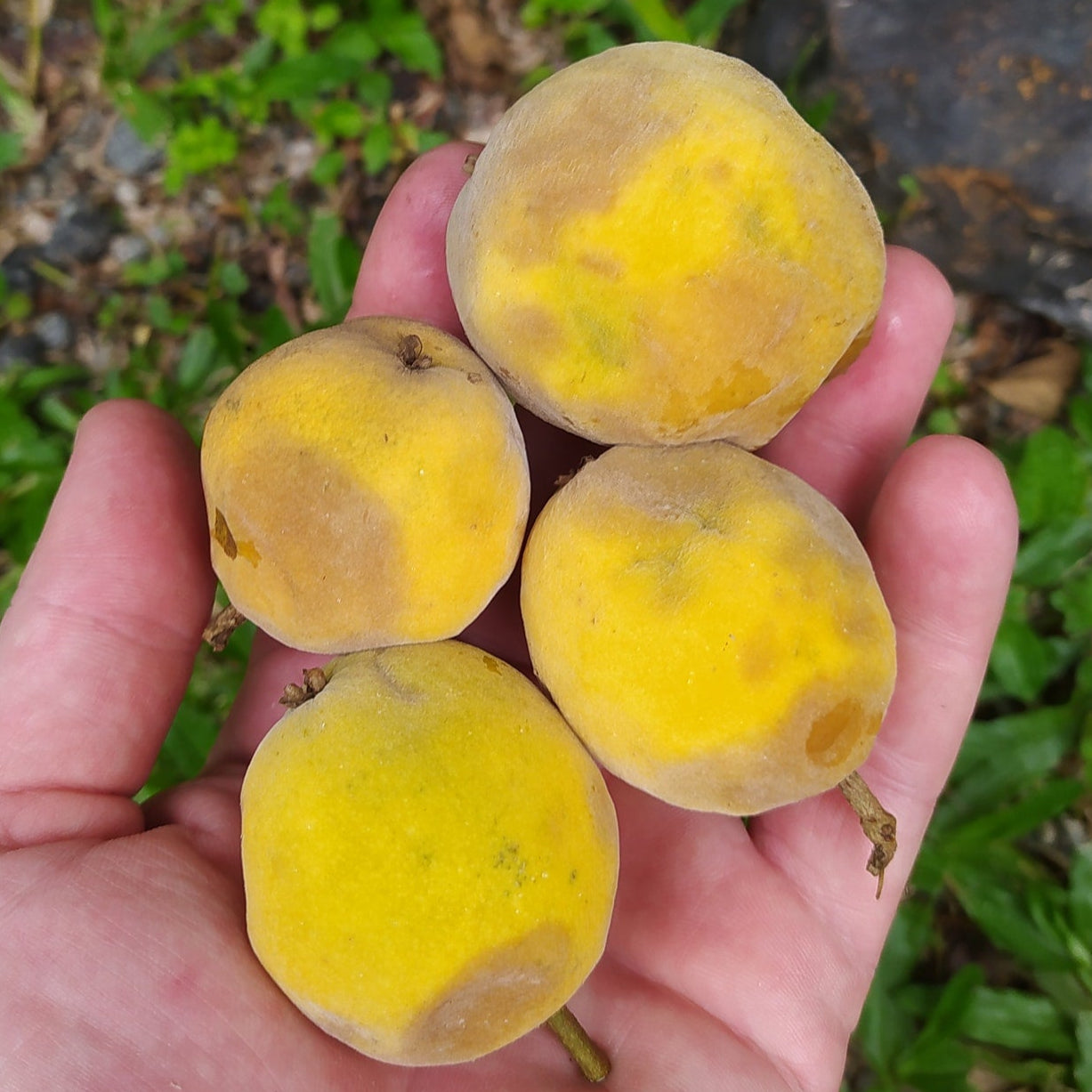 Araca Piranga Fruit Plant (Eugenia sp leitonii)