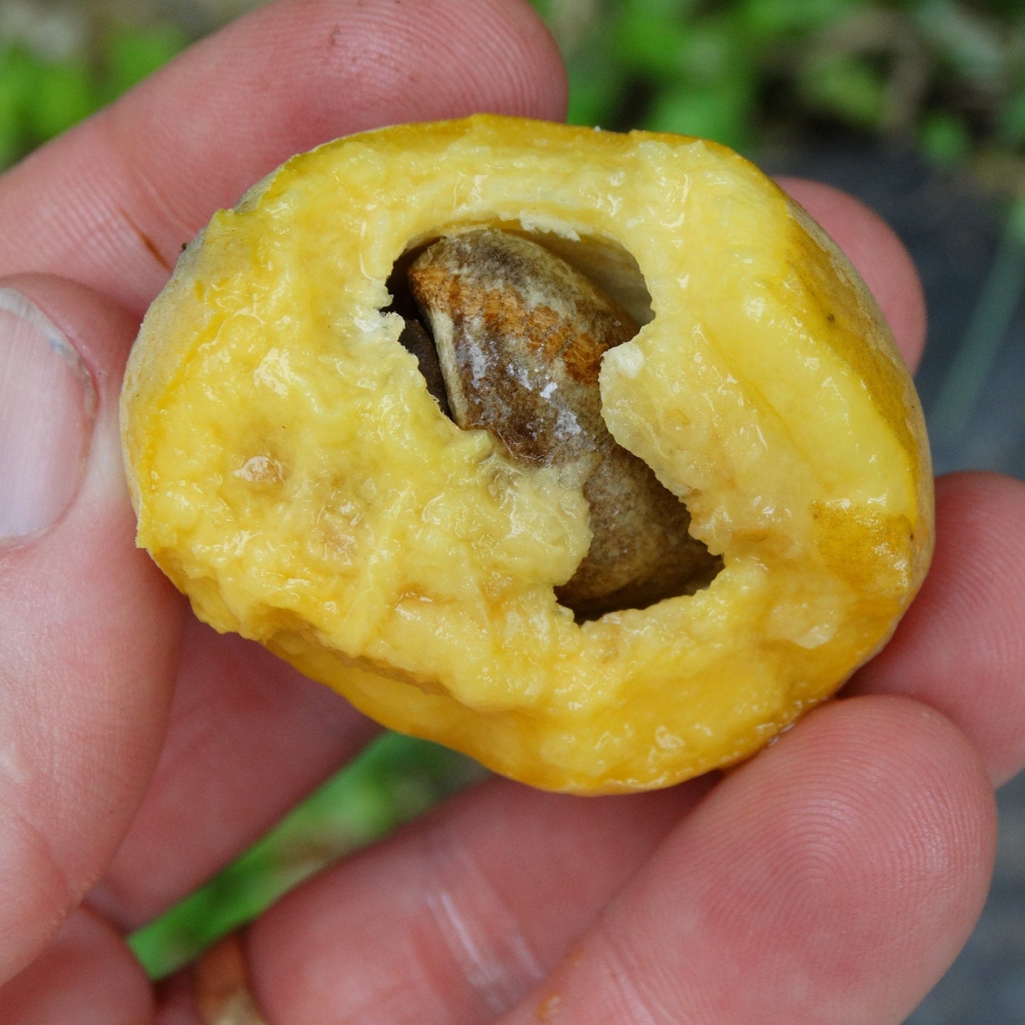 Araca Piranga Fruit Plant (Eugenia sp leitonii)