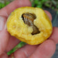 Araca Piranga Fruit Plant (Eugenia sp leitonii)