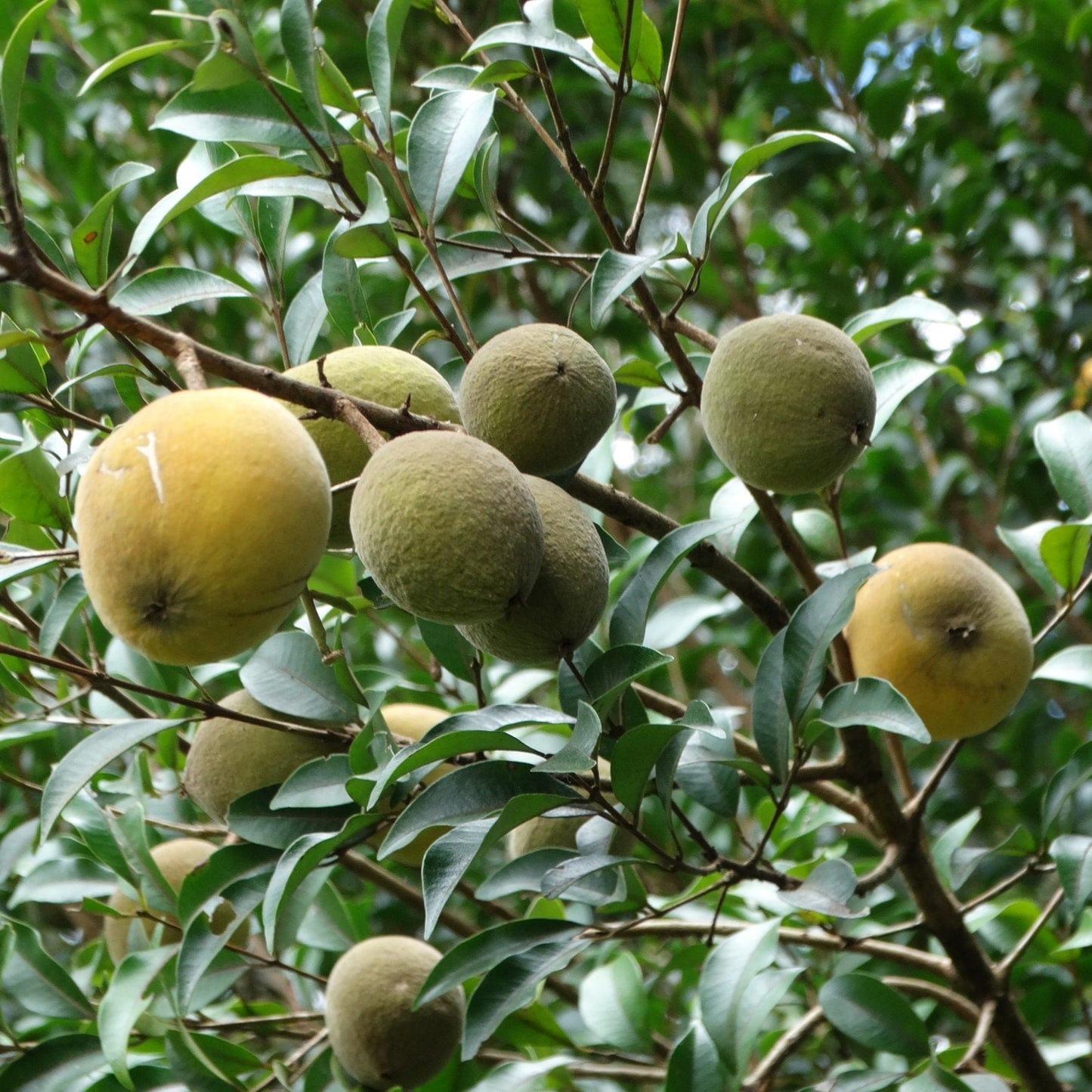 Araca Piranga Fruit Plant (Eugenia sp leitonii)
