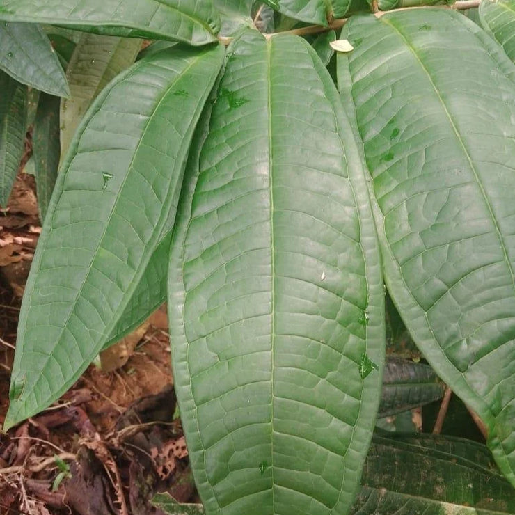 Eugenia multirimosa Live Plant (Eugenia multirimosa)