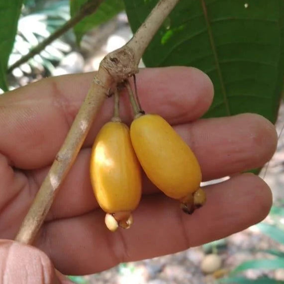 Eugenia multirimosa Live Plant (Eugenia multirimosa)