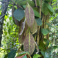 Eugenia sp. Brownea Live Plant (Eugenia sp)