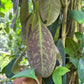 Eugenia sp. Brownea Live Plant (Eugenia sp)