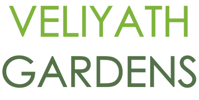 Wani White Mango Live (Mangifera caesia) – veliyathgardens