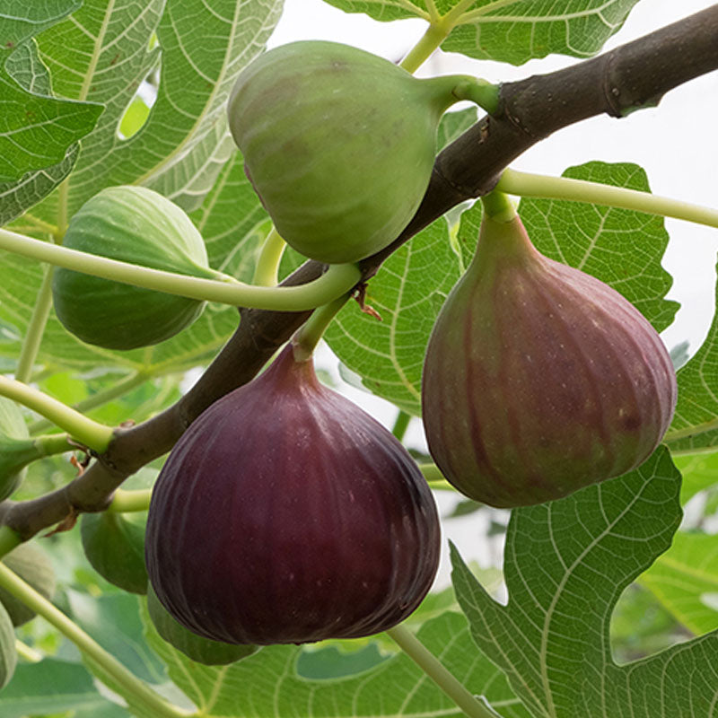 Brown Turkey Fig Live Plant (Ficus carica 'Brown Turkey”)