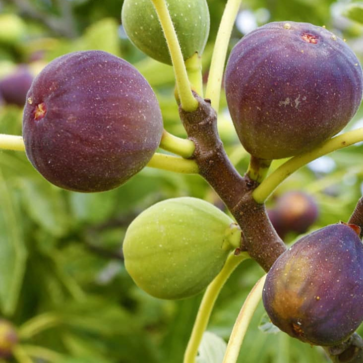 Brown Turkey Fig Live Plant (Ficus carica 'Brown Turkey”)