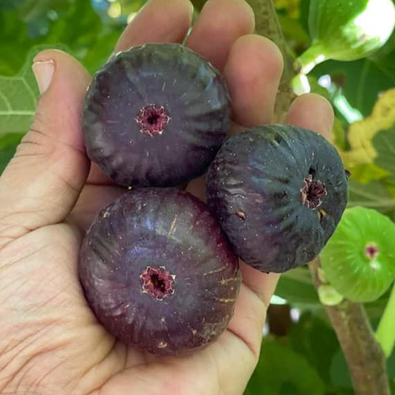 Brown Turkey Fig Live Plant (Ficus carica 'Brown Turkey”)