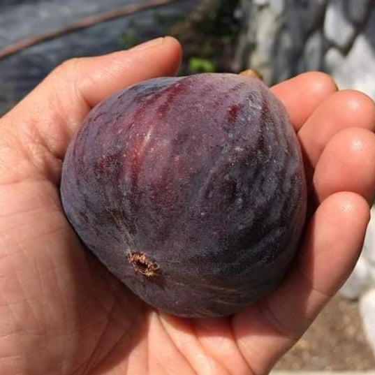 Brown Turkey Fig Live Plant (Ficus carica 'Brown Turkey”)