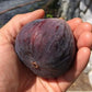 Brown Turkey Fig Live Plant (Ficus carica 'Brown Turkey”)