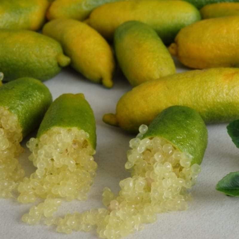 Finger Lime (Citrus australasica) Fruit Plant