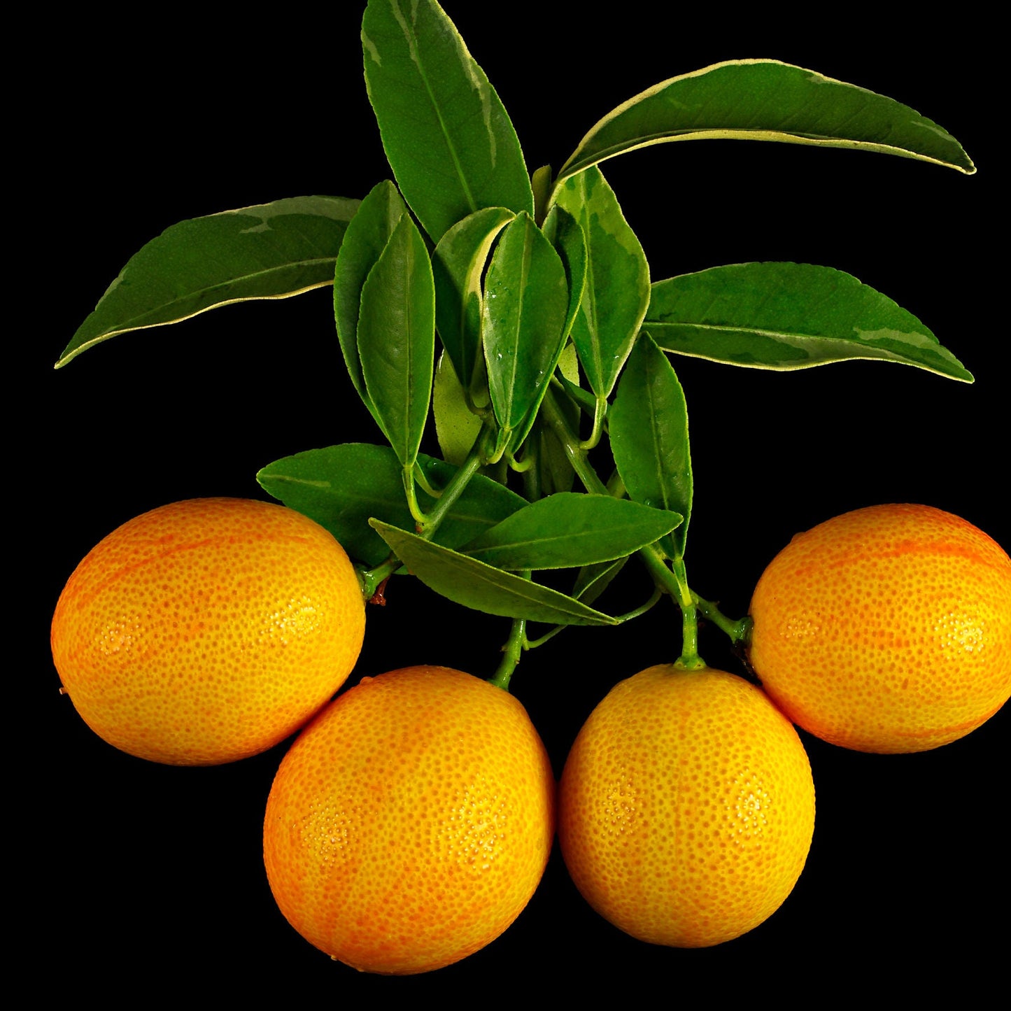 Centennial Variegated Kumquat Live Plant (Fortunella japonica)