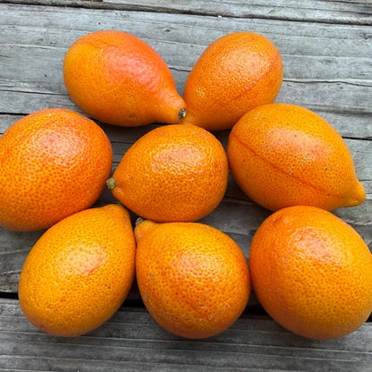 Centennial Variegated Kumquat Live Plant (Fortunella japonica)