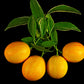 Centennial Variegated Kumquat Live Plant (Fortunella japonica)