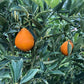 Centennial Variegated Kumquat Live Plant (Fortunella japonica)