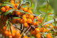 Sea Buckthorn Live Plant (Hippophae rhamnoides)