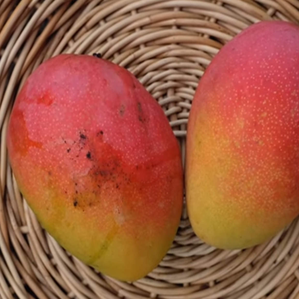 Fruit Punch Mango Live Plant (Mangifera indica)