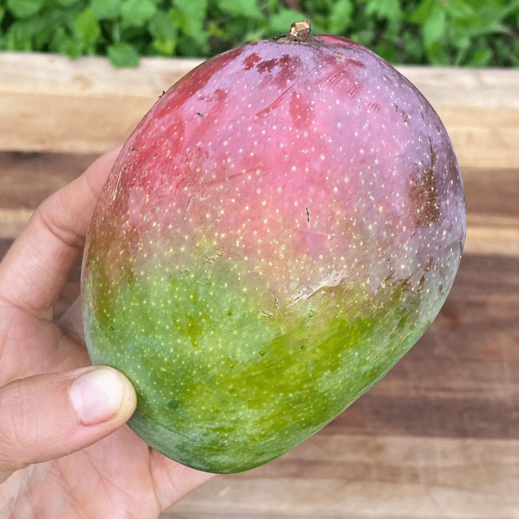 Fruit Punch Mango Live Plant (Mangifera indica)