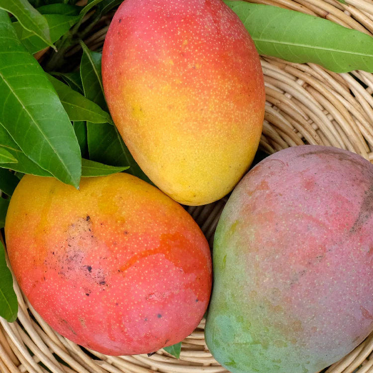 Fruit Punch Mango Live Plant (Mangifera indica)