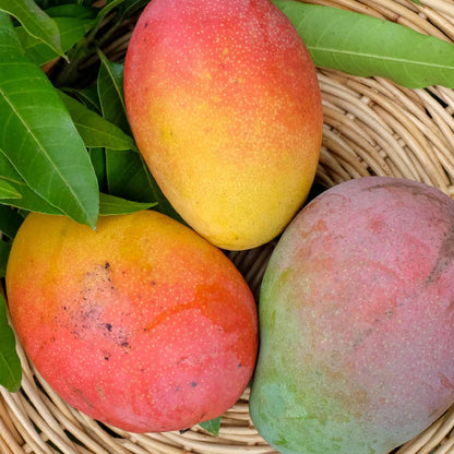 Fruit Punch Mango Live Plant (Mangifera indica)