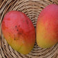 Fruit Punch Mango Live Plant (Mangifera indica)