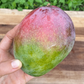 Fruit Punch Mango Live Plant (Mangifera indica)