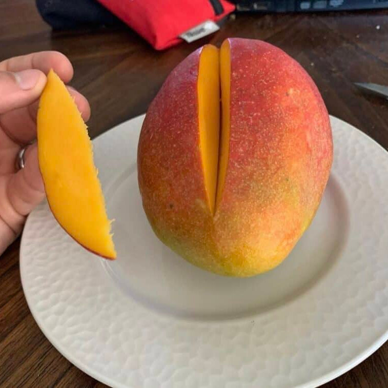 Fruit Punch Mango Live Plant (Mangifera indica)