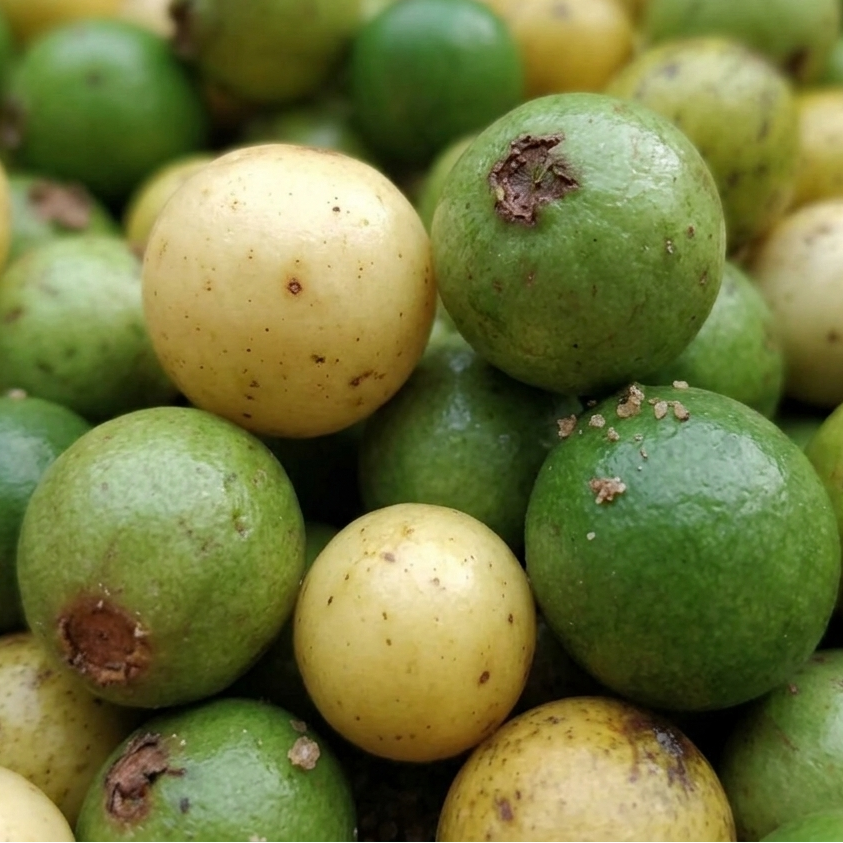 Galapagos Guava (Psidium oligospermum ) Live Plants