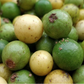 Galapagos Guava (Psidium oligospermum ) Live Plants