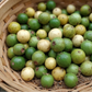 Galapagos Guava (Psidium oligospermum ) Live Plants
