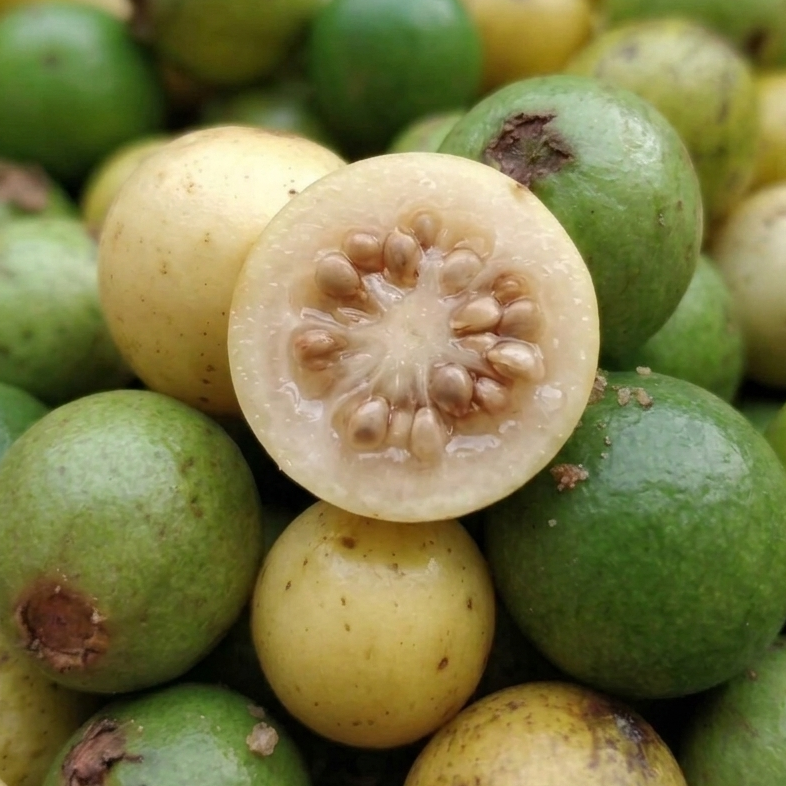 Galapagos Guava (Psidium oligospermum ) Live Plants