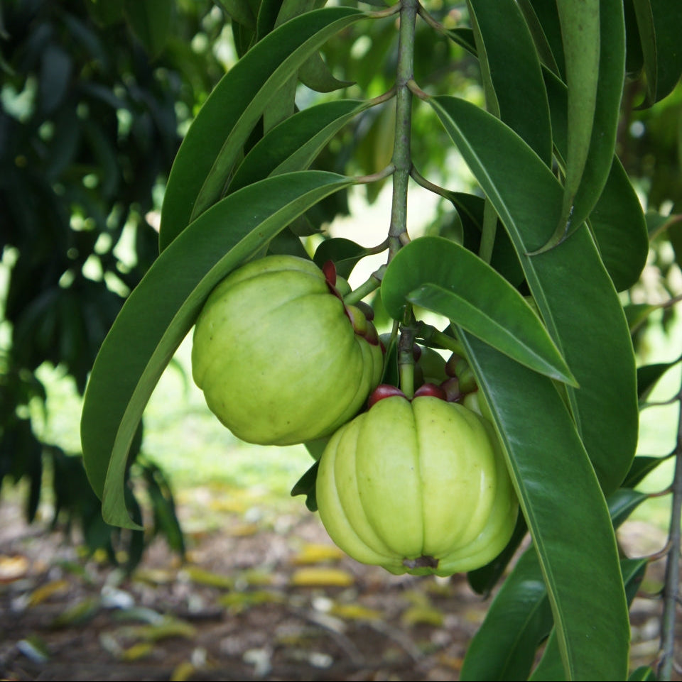 Asam Gelugur Live Plant (Garcinia atroviridis)